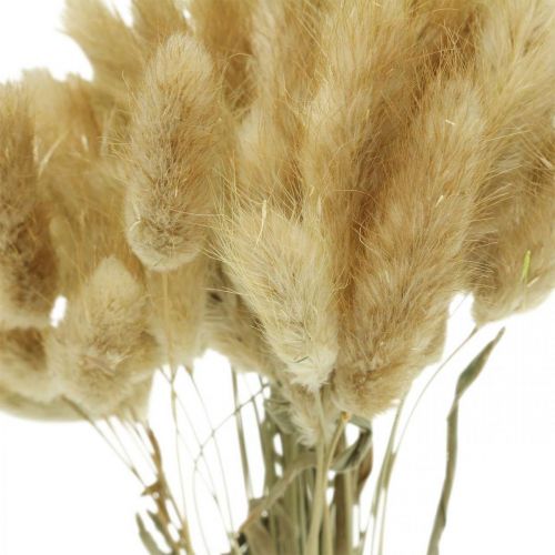 Itens Lagurus ovatus, Pennisetum Grass, Velvet Grass Natural Light Brown L40–50cm 30g