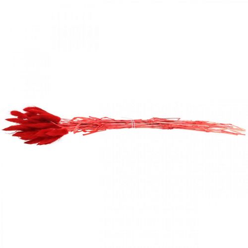 Itens Grama decorativa vermelha, lagurus, grama aveludada, floricultura seca L30–50cm 20g