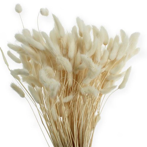 Floristik24 Grama decorativa Lagurus 100g branco