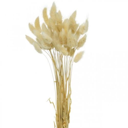 Floristik24 Grama decorativa, erva doce branqueada, Lagurus ovatus, erva aveludada L40–55cm 25g