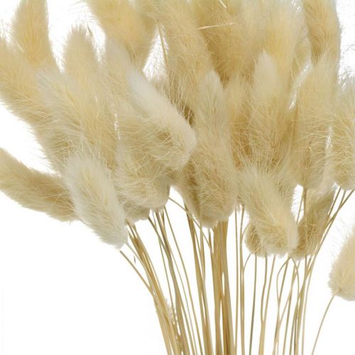 Floristik24 Grama decorativa, erva doce branqueada, Lagurus ovatus, erva aveludada L40–55cm 25g