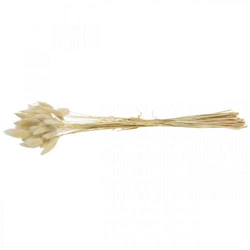Floristik24 Grama decorativa, erva doce branqueada, Lagurus ovatus, erva aveludada L40–55cm 25g
