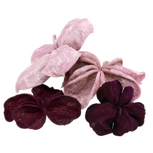 Floristik24 Landlotus Mix Blackberry, Rosa Velho 50pcs