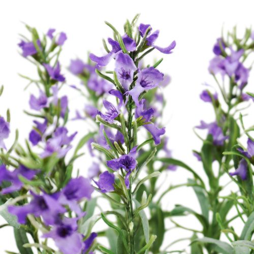 Floristik24 Arbusto de lavanda 35cm