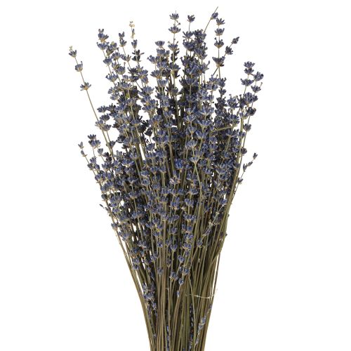 Floristik24 Decoração de flores secas de lavanda natural 100g 40cm 100g × 2 unidades