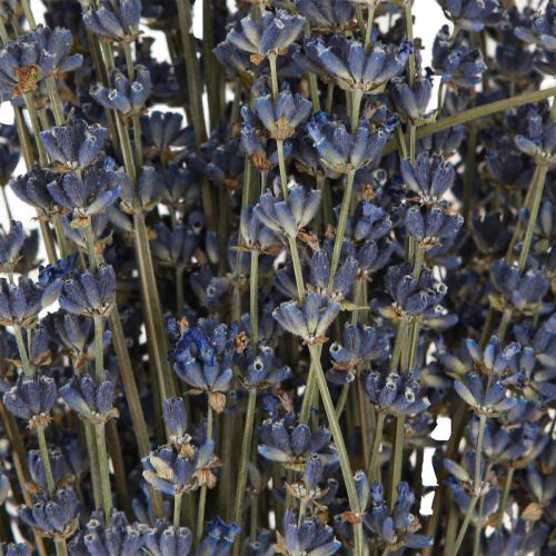 Floristik24 Decoração de flores secas de lavanda natural 100g 40cm 100g × 2 unidades