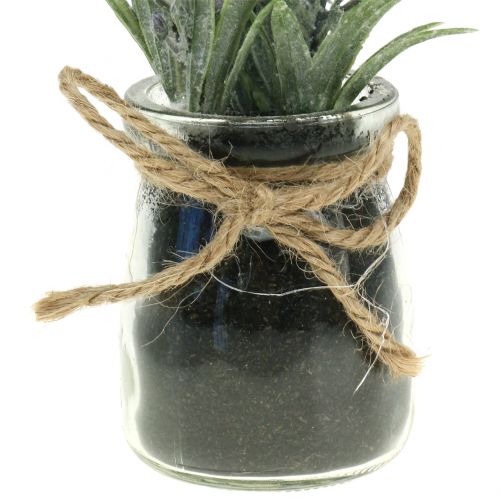 Floristik24 Lavanda em frasco Alt 15cm