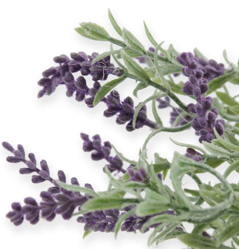 Floristik24 Arbusto decorativo de lavanda 25cm