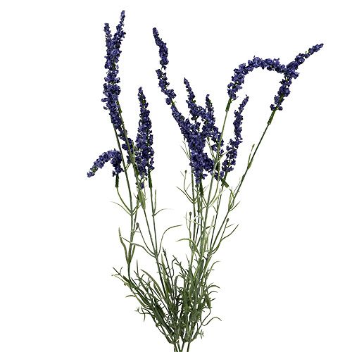 Floristik24 Lavanda arbusto 55cm azul