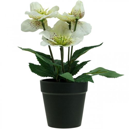 Floristik24 Quaresma rosa Heléboro vaso de rosas de Natal flores artificiais H25cm branco
