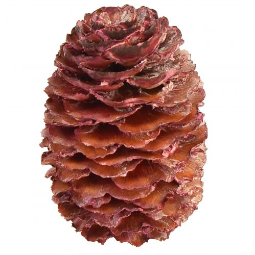 Cones de Leucadendron Sabulosum em vermelho fosco 500g