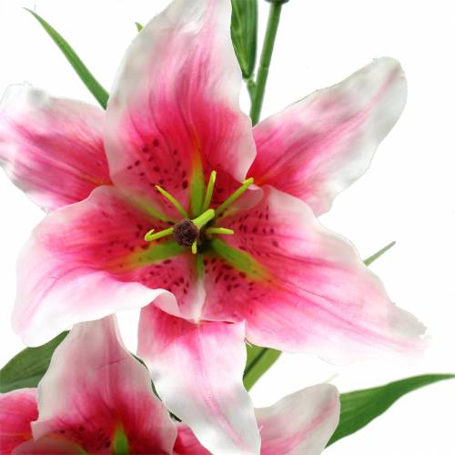 Itens Lírio Oriental &quot;Stargazer&quot; Branco, Rosa 86cm