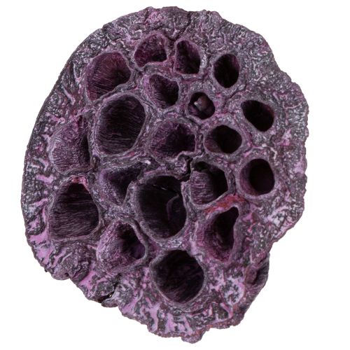 Itens Cápsulas de lótus, floricultura seca, bulbo de lótus rosa, caiado de branco 50 peças