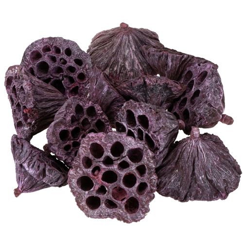 Itens Cápsulas de lótus, floricultura seca, bulbo de lótus rosa, caiado de branco 50 peças