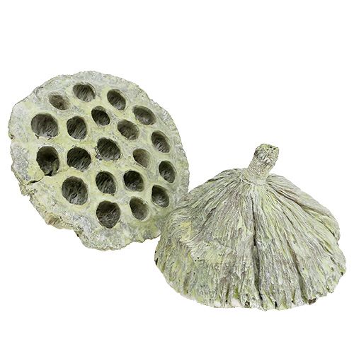 Itens Frasco de lótus mix verde lavado Ø6cm - 10cm 50 un