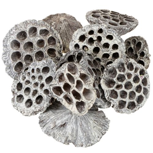 Itens Frasco de lótus decorativo natural Lotos branco lavado 6-8 cm 50 unidades