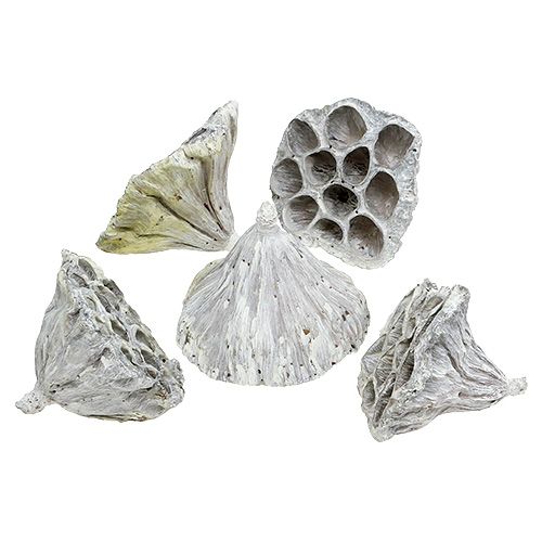 Floristik24 Lotus Natural Deco Lotus Bulbo Branco Lavado 6-8cm 50 un
