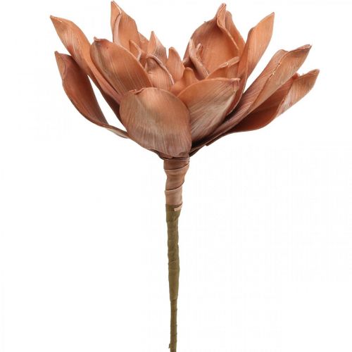 Floristik24 Flor de Lótus Planta Artificial Flor de Lótus Artificial Marrom L64cm