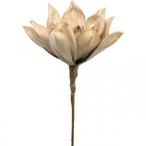 Floristik24 Flor de lótus, decoração de flor de lótus, planta artificial bege L66cm