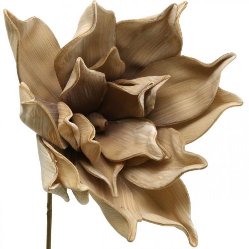 Floristik24 Flor de lótus, decoração de flor de lótus, planta artificial bege L66cm