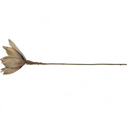 Floristik24 Flor de lótus, decoração de flor de lótus, planta artificial bege L66cm