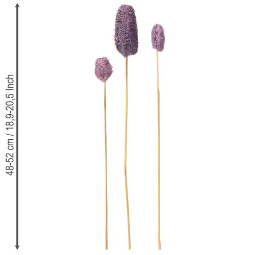 Itens Luffa em um caule pequena baga decorativa seca 5-12 cm 25 unidades