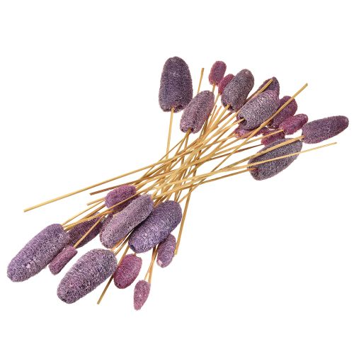 Itens Luffa em um caule pequena baga decorativa seca 5-12 cm 25 unidades