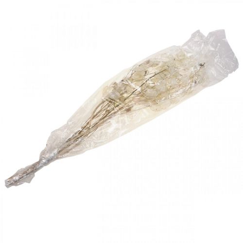 Itens Lunaria flores secas lua violeta folha prateada seca 60-80cm 30g