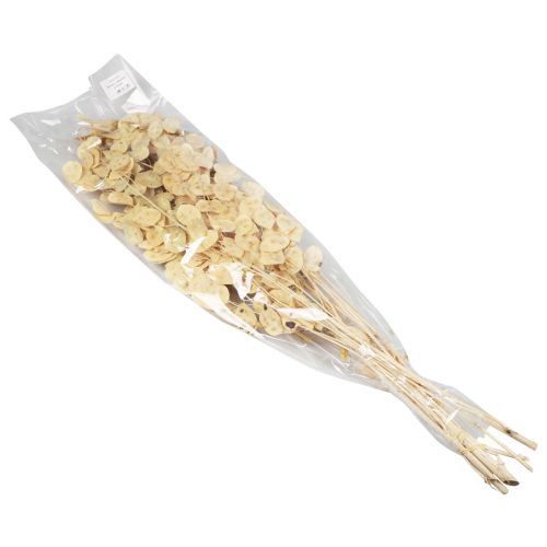 Itens Lunaria Deco Moon Violet Silver Folha Seca 90cm 100g