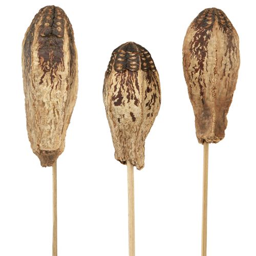 Vagens em Mogno Decoração Seca Natural 45cm 50 un
