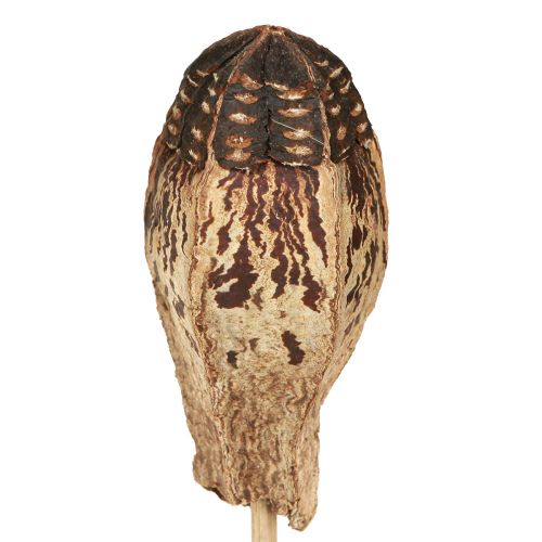 Itens Vagens em Mogno Decoração Seca Natural 45cm 50 un