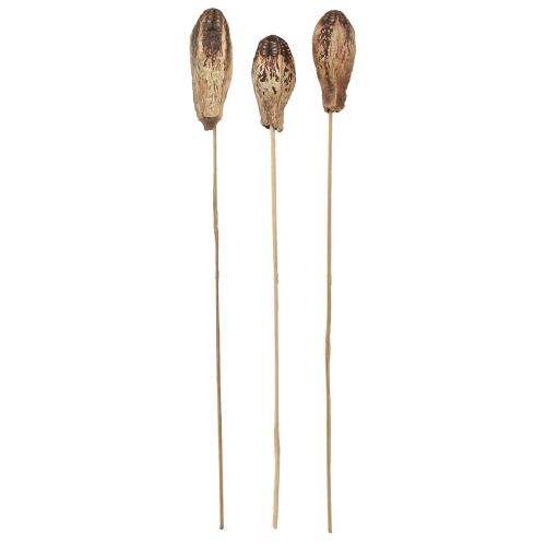Itens Vagens em Mogno Decoração Seca Natural 45cm 50 un