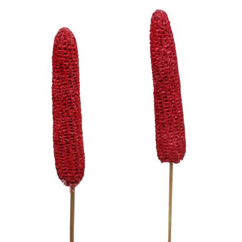 Itens Espigas de milho em palito vermelho, lavadas de branco 20 unidades