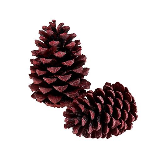 Floristik24 Cones Maritima 10-15cm vermelho fosco 12 unidades