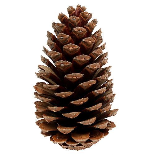 Floristik24 Cones Maritima 14/18 naturais 25 un