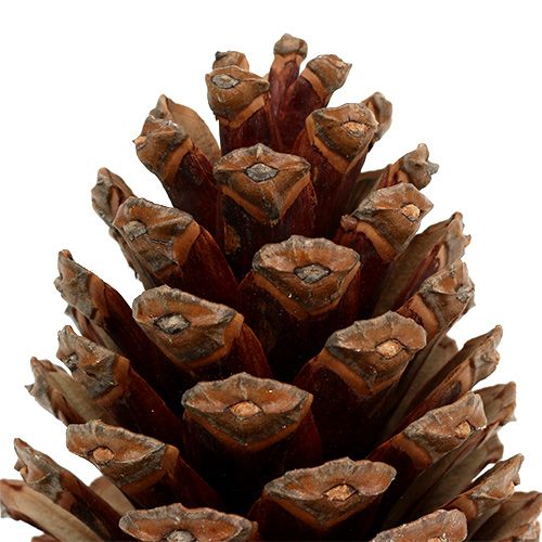 Floristik24 Cones Maritima 14/18 naturais 25 un