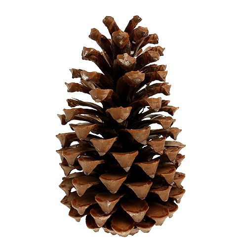 Floristik24 Cones Maritima 17+ naturais 25 unidades