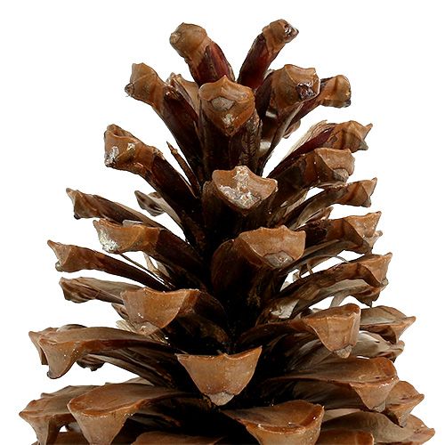 Floristik24 Cones Maritima 17+ naturais 25 unidades