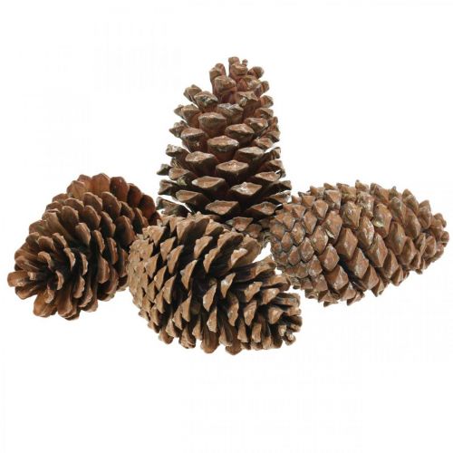 Itens Cones Maritima, floricultura de luto, decoração do Advento, produto natural Alt.12-15cm Ø6,5-10cm 50 unidades