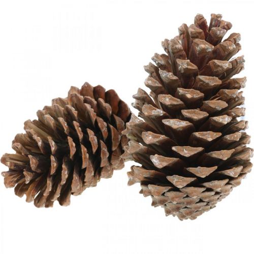 Itens Cones Maritima, floricultura de luto, decoração do Advento, produto natural Alt.12-15cm Ø6,5-10cm 50 peças