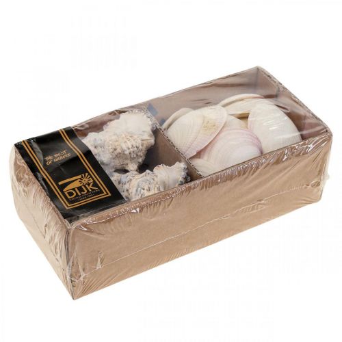 Floristik24 Decoração Marítima Conchas Caracóis Streudeko 600g