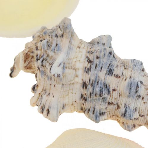 Floristik24 Decoração Marítima Conchas Caracóis Streudeko 600g