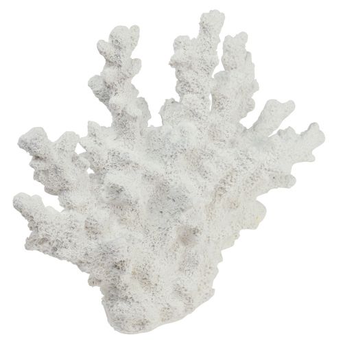 Floristik24 Decoração marítima coral poliresina branca 18,5×26cm