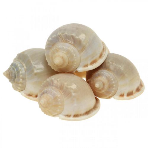 Floristik24 Conchas de caracóis para decoração marítima caracóis do mar 4-8cm 10p