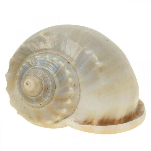 Floristik24 Conchas de caracóis para decoração marítima caracóis marinhos 4–8 cm 10 un