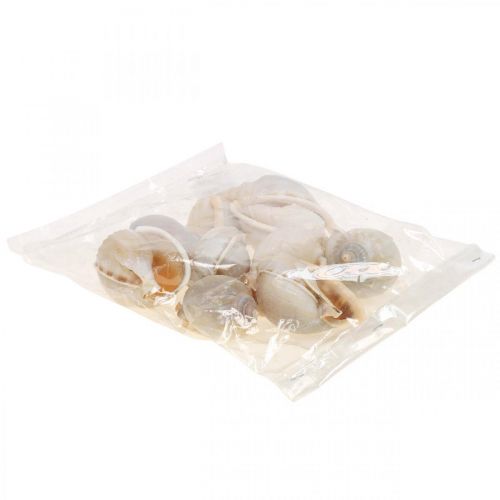 Floristik24 Conchas de caracóis para decoração marítima caracóis marinhos 4–8 cm 10 un