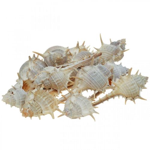 Floristik24 Decoração marítima conchas de caracol caracol espinhoso 3-6cm 1kg