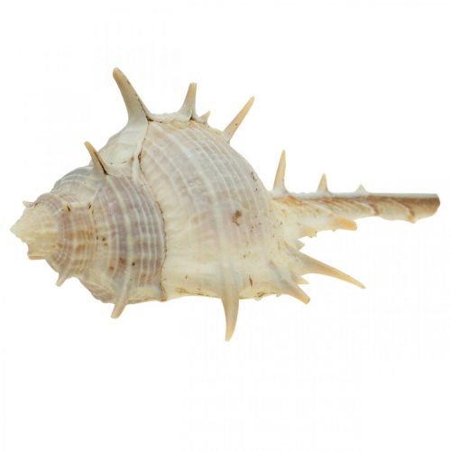 Floristik24 Decoração marítima conchas de caracol caracol espinhoso 3-6cm 1kg