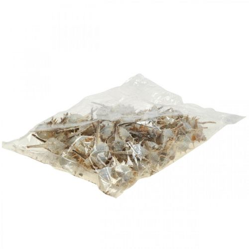 Floristik24 Decoração marítima conchas de caracol caracol espinhoso 3-6cm 1kg
