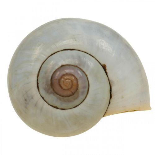 Floristik24 Caracol de decoração marítima caracóis naturais vazios 2-5cm 1kg